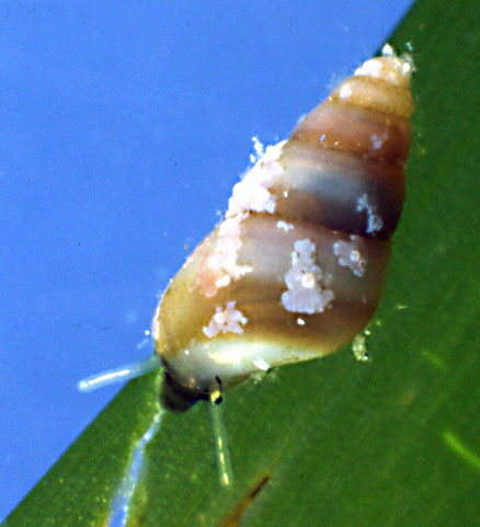 Barleeia unifasciata